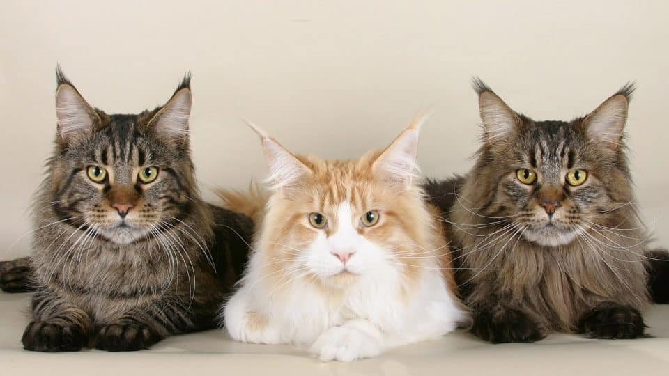 Maine Coon Fur Maine Coon Fur