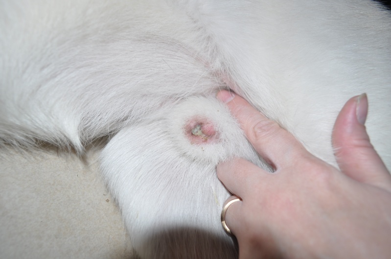 The Facts About Dog Smegma: Causes, Symptoms, and Treatment The Facts About Dog Smegma: Causes, Symptoms, and Treatment